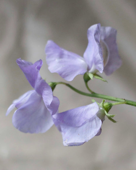 Saatgut Duftwicke Spring Sunshine Light Blue