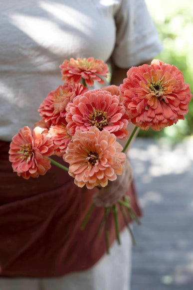 Saatgut Zinnie Benary's Giant Salmon Rose