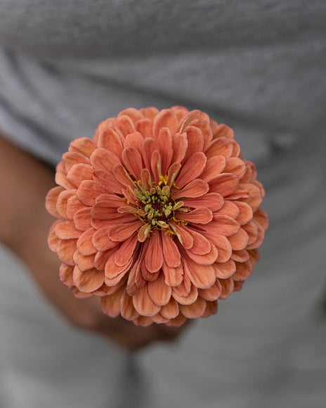 Saatgut Zinnie Benary's Giant Salmon Rose