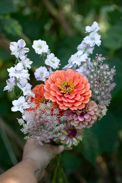 Saatgut Zinnie Benary's Giant Salmon Rose