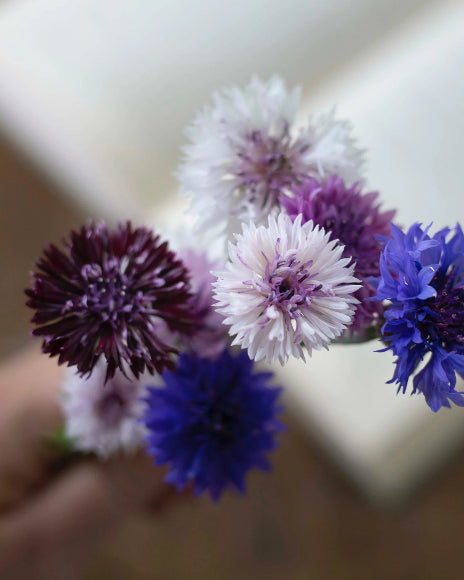 Saatgut Kornblumen Klassiker Magic