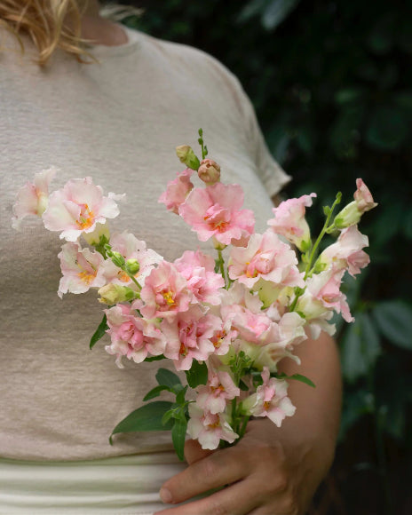 Saatgut Löwenmäulchen Snapdragon Doubleshot Appleblossom