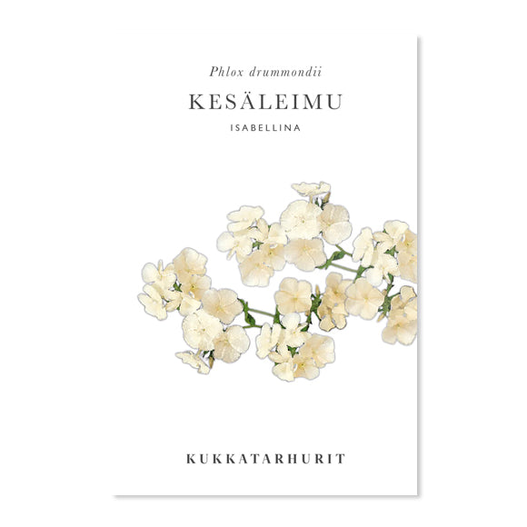 Saatgut Sommerphlox Isabellina